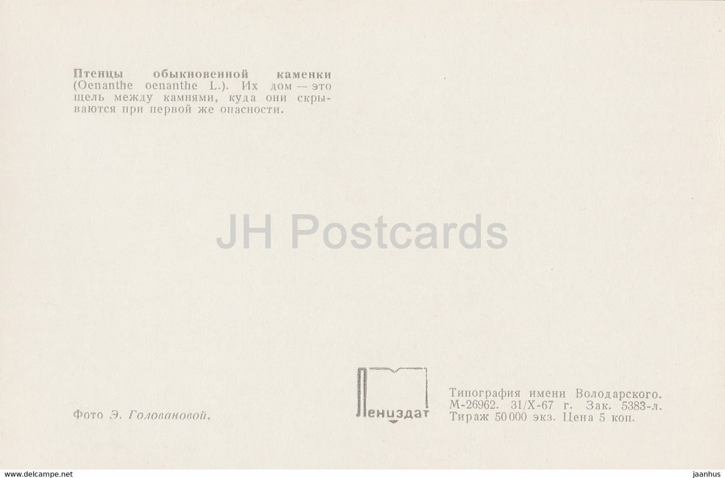 Nördlicher Steinschmätzer - Küken - Oenanthe oenanthe - Vögel - 1968 - Russland UdSSR - unbenutzt