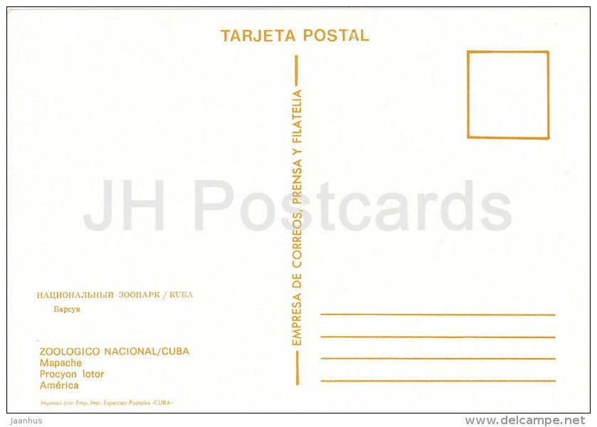 Raccoon - Procyon lotor - National Zoo - Cuba - unused - JH Postcards