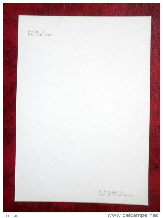 Western Marsh Harrier - Circus aeruginosus - birds - 1981 - Latvia USSR - unused - JH Postcards