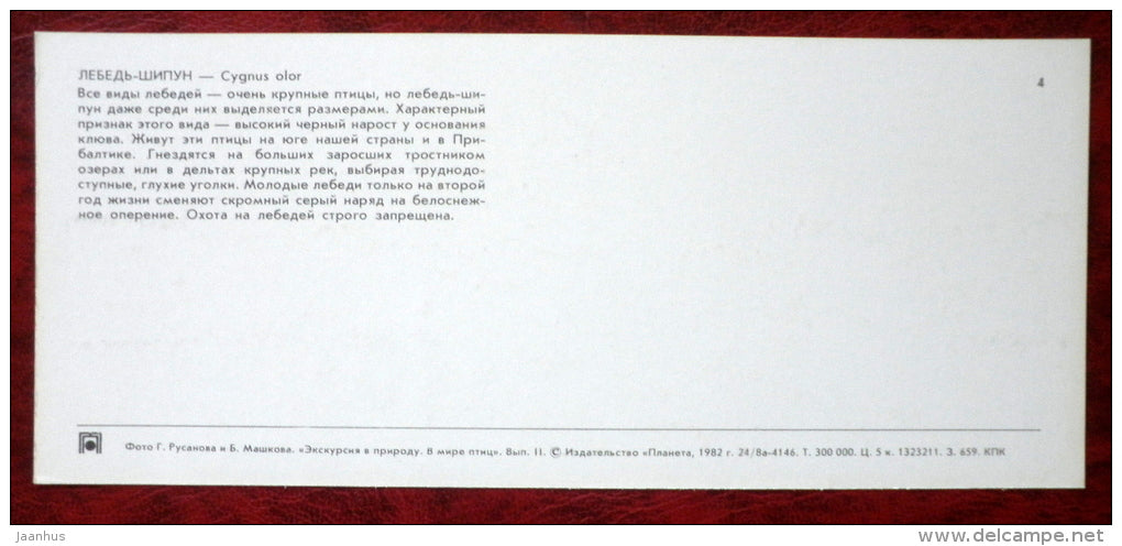 Mute Swan - Cygnus olor - birds - 1982 - Russia USSR - unused - JH Postcards