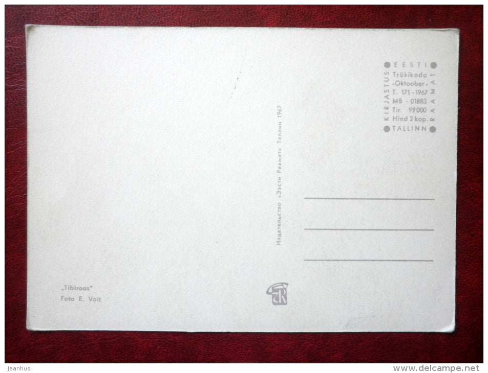 Tibiroos - roses - flowers - 1967 - Estonia USSR - unused - JH Postcards