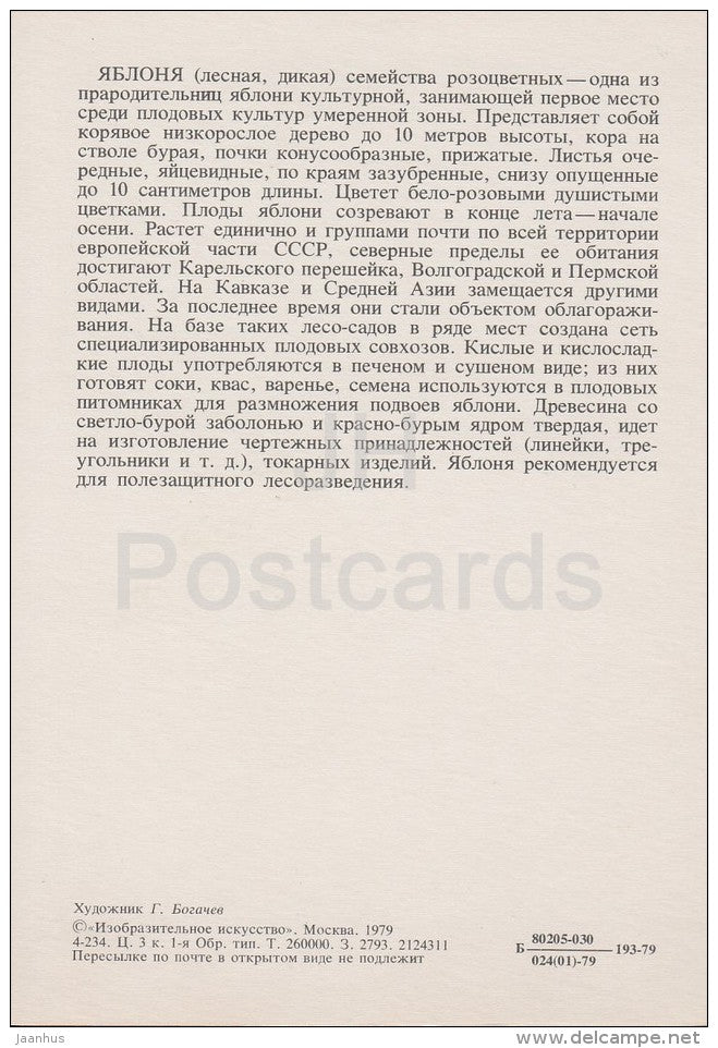Apple trees - Russian Forest - trees - illustration by G. Bogachev - 1979 - Russia USSR - unused - JH Postcards