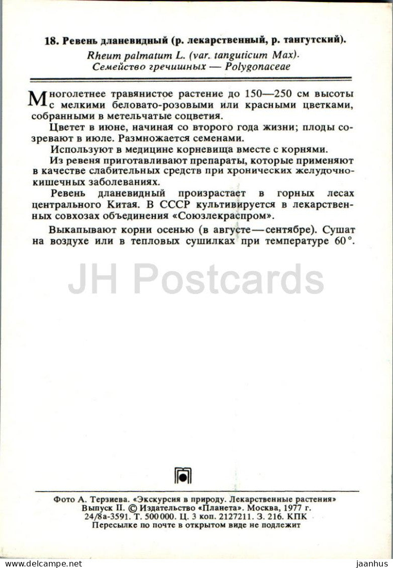 Rheum palmatum - Rhubarbe chinoise - Plantes médicinales - 1977 - Russie URSS - inutilisé