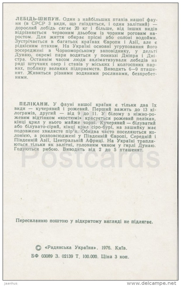 Swan - Pelican - Kiev Kyiv Zoo - 1976 - Ukraine USSR - unused - JH Postcards