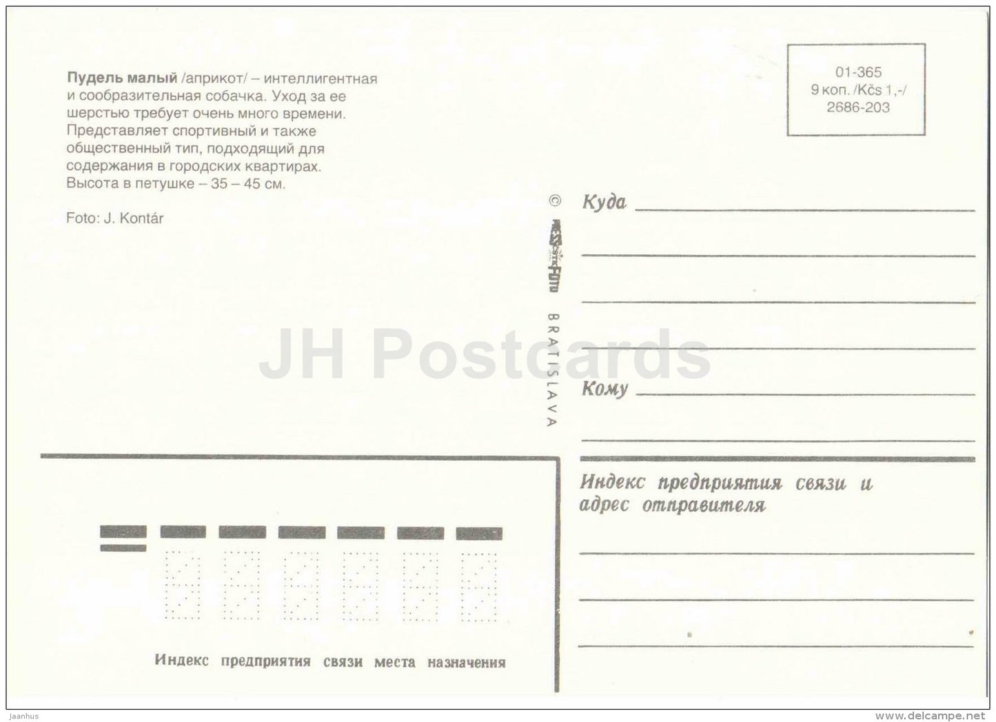 Miniature Apricot Poodle - dog - Russia USSR - unused - JH Postcards