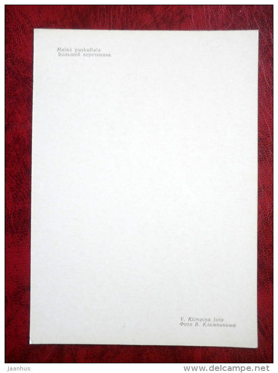 Black-tailed Godwit - Limosa limosa - birds - 1981 - Latvia USSR - unused - JH Postcards