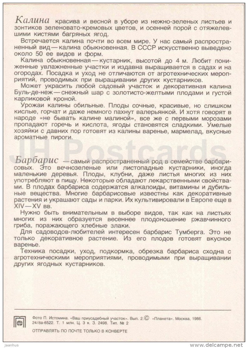 Viburnum - barberry - fruit and berry crops - garden - 1986 - Russia USSR - unused - JH Postcards