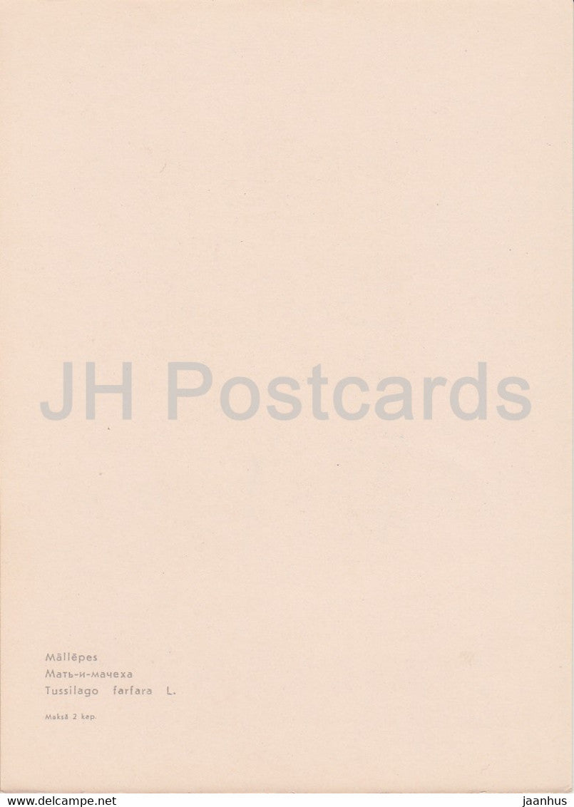 Coltsfoot - Tussilago farfara - plants - Latvia USSR - unused