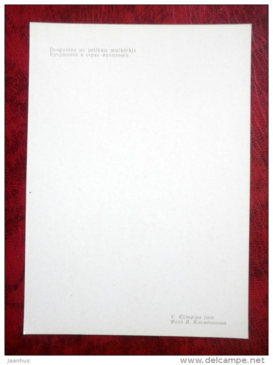 Spotted Flycatcher - Muscicapa striata - cuckoo - birds - 1981 - Latvia USSR - unused - JH Postcards