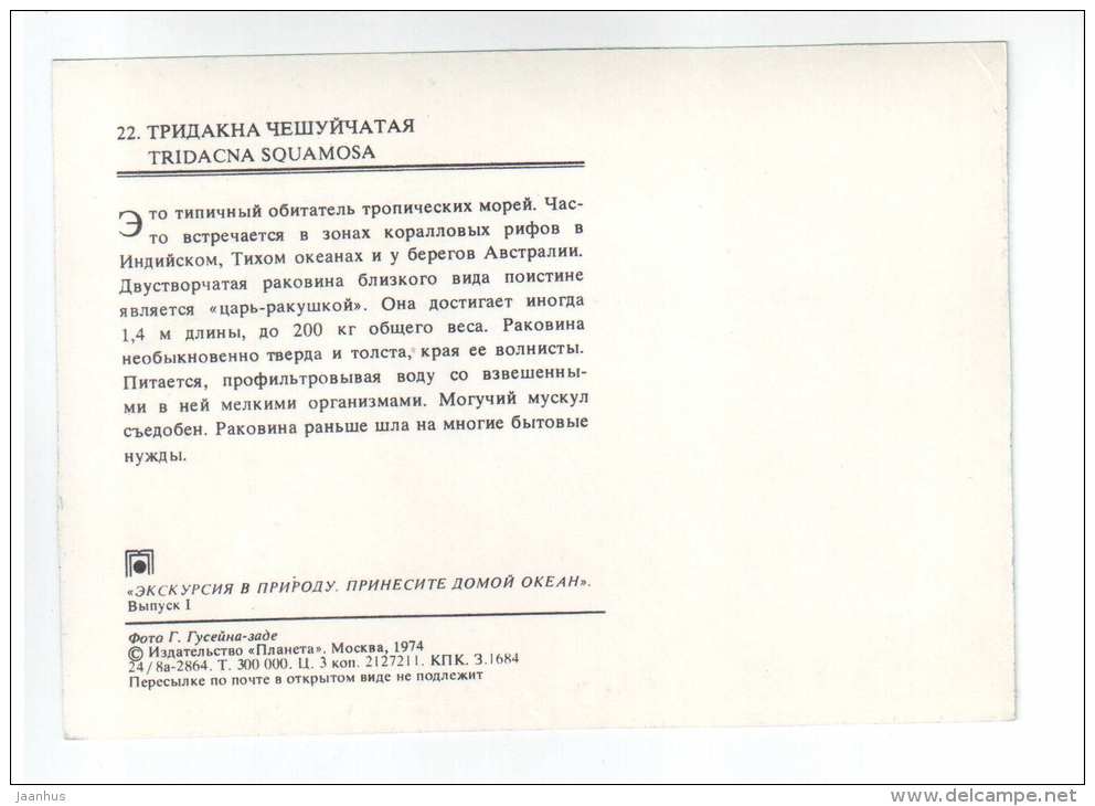 Fluted giant clam - Tridacna Squamosa - shells - clams - mollusc - 1974 - Russia USSR - unused - JH Postcards