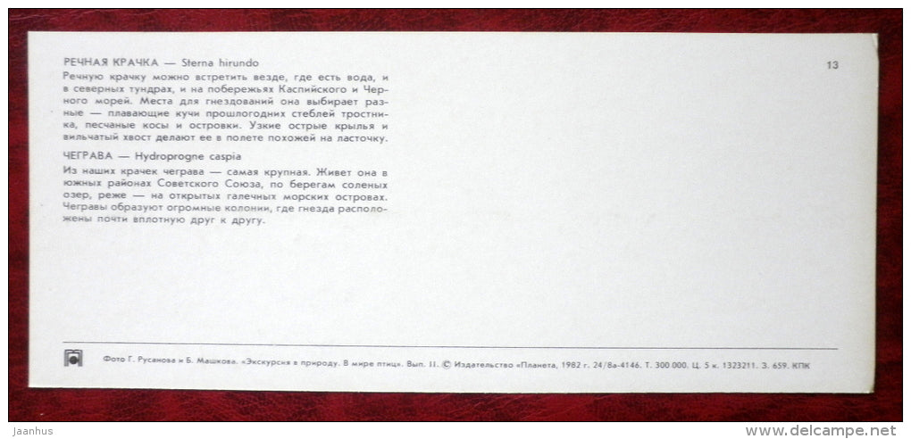 Common Tern - Sterna hirundo - Caspian Tern - Hydroprogne caspia - birds - 1982 - Russia USSR - unused - JH Postcards