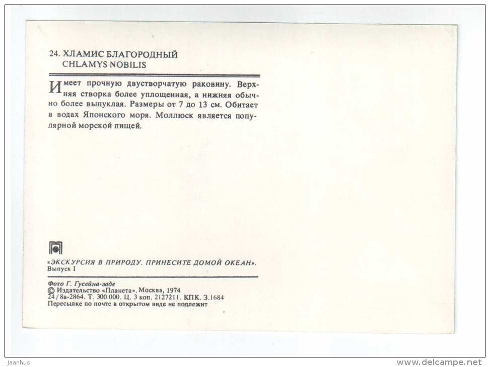 Noble Scallop - Chlamys nobilis - shells - clams - mollusc - 1974 - Russia USSR - unused - JH Postcards