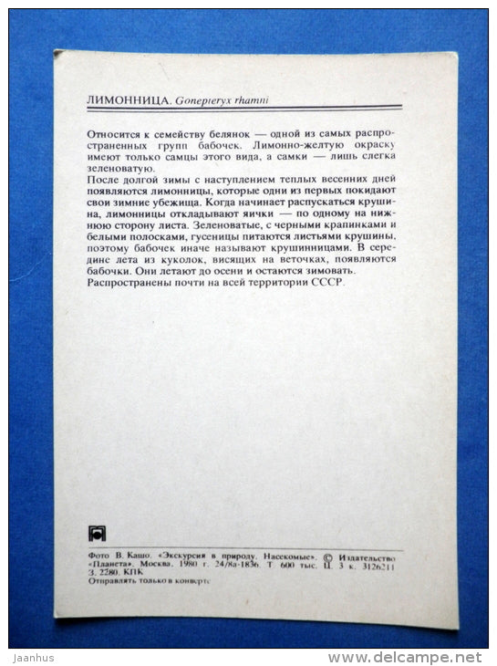 Common Brimstone - Gonepteryx rhamni - butterfly - insects - 1980 - Russia USSR - unused - JH Postcards