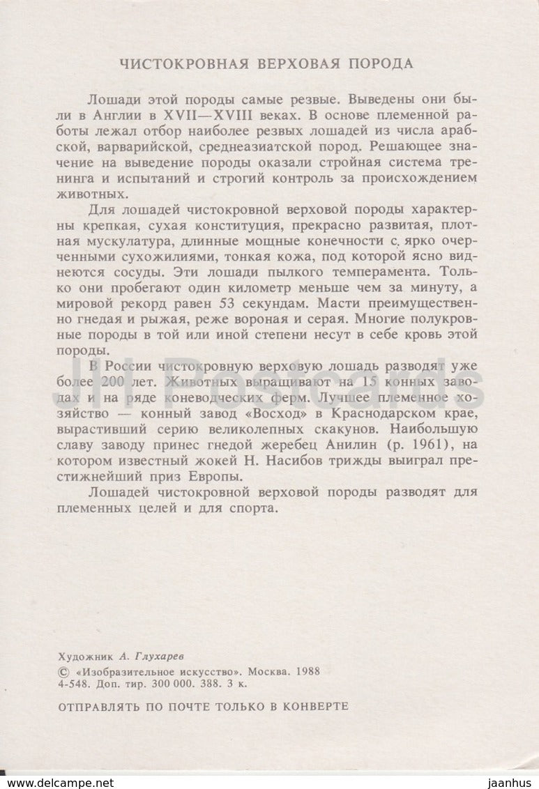 Thoroughbred Horse - illustration by A. Glukharev - horses - animals - 1988 - Russia USSR - unused - JH Postcards