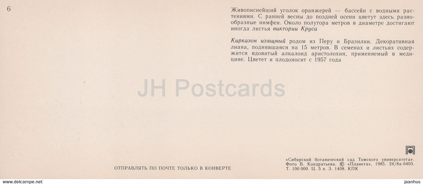 Victoria cruziana - water lily - calico flower - Siberian Botanical Garden - 1985 - Russia USSR - unused