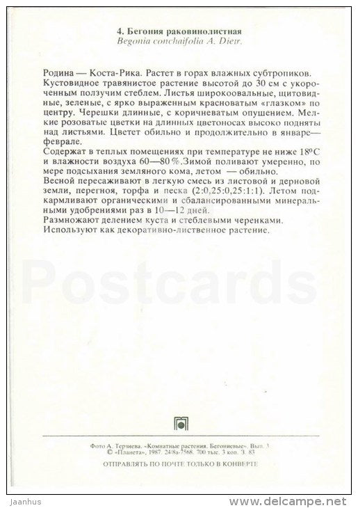 Bull's Eye Begonia - Begonia conchaifolia - flowers - 1987 - Russia USSR - unused - JH Postcards