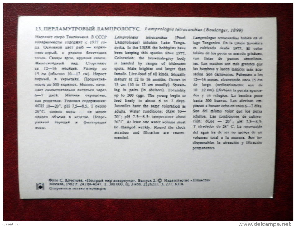 Lamprologus tetracanthus - aquarium fishes - 1982 - Russia USSR - unused - JH Postcards