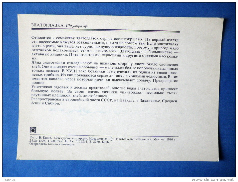 Lacewings - Chrysopa sp - insects - 1980 - Russia USSR - unused - JH Postcards