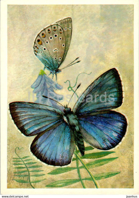 Polyommatus amandus - butterfly - butterflies - 1976 - Russia USSR - unused - JH Postcards