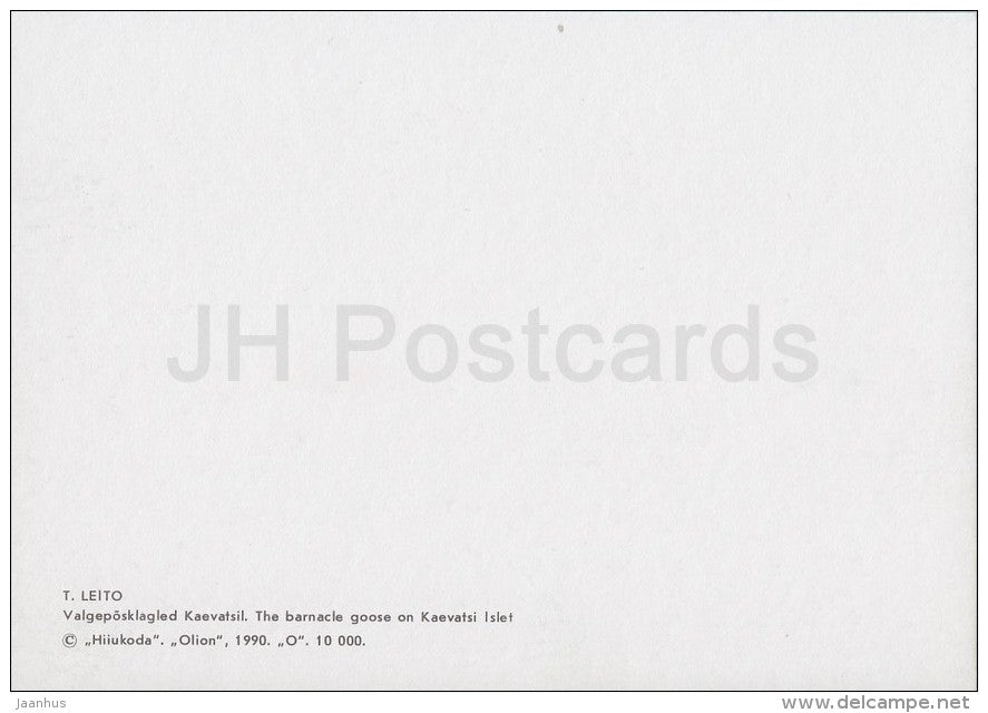 The Barnacle Goose (Branta leucopsis) on Kaevatsi islet - Hiiumaa island - 1990 - Estonia USSR - unused - JH Postcards
