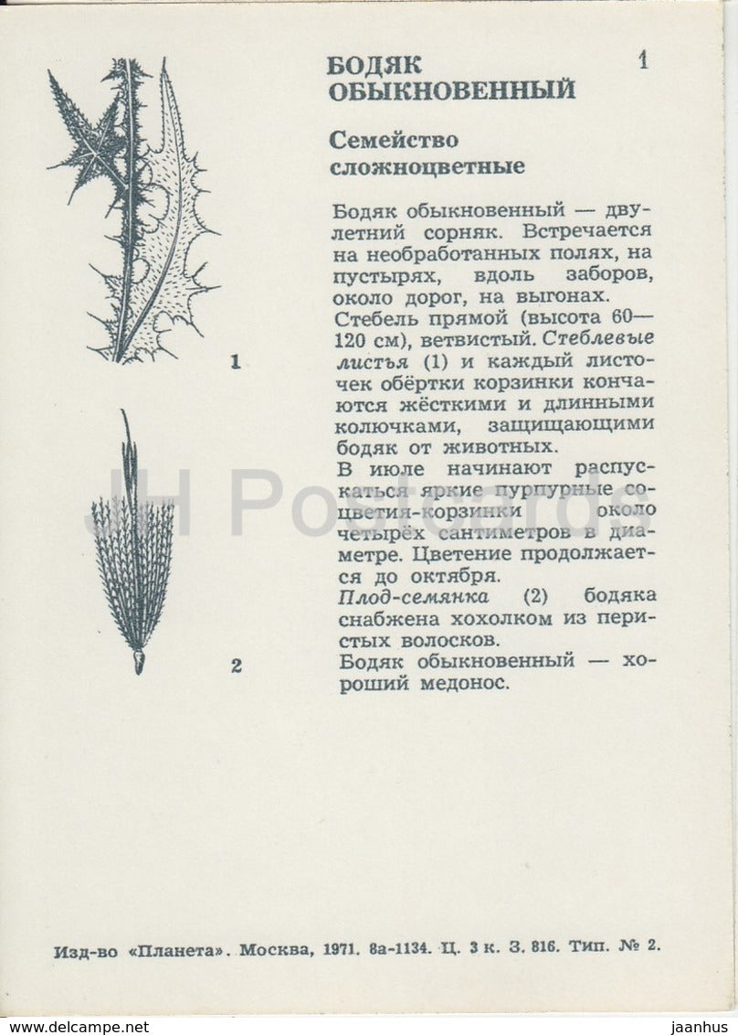 Spear Thistle - Cirsium vulgare - Fleurs sauvages - 1971 - Russie URSS - inutilisé