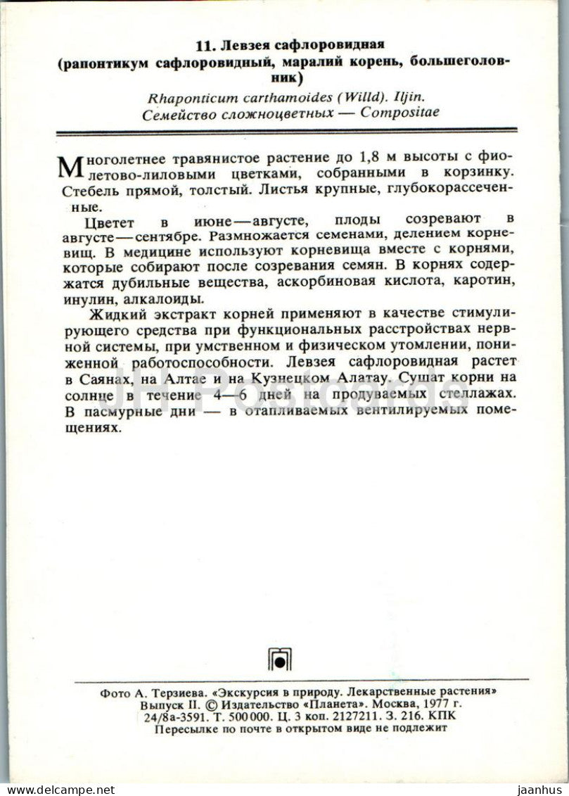 Rhaponticum carthamoides - Racine de Maral - Plantes médicinales - 1977 - Russie URSS - inutilisé