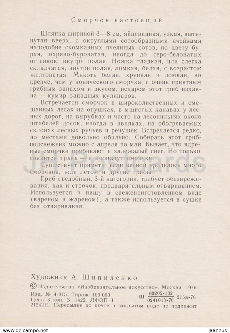 Yellow morel Mushroom - Morchella esculenta - illustration by A. Shipilenko - Mushrooms - 1976 - Russia USSR - unused - JH Postcards