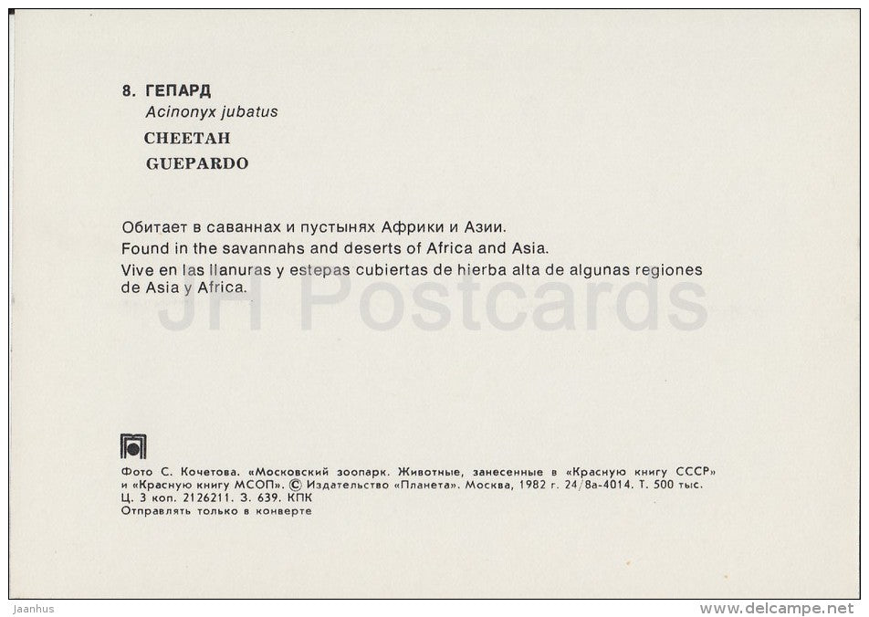 Cheetah - Acinonyx jubatus - Moscow Zoo - 1982 - Russia USSR - unused - JH Postcards