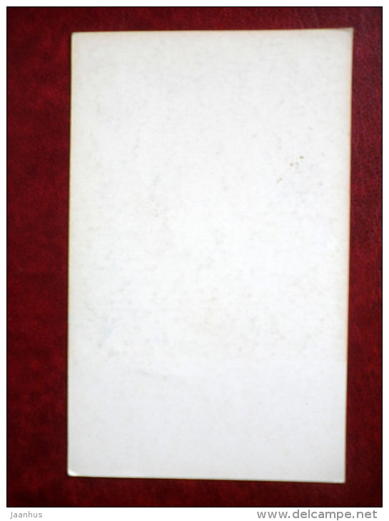 South Russian Ovcharka - dogs - Russia USSR - unused - JH Postcards