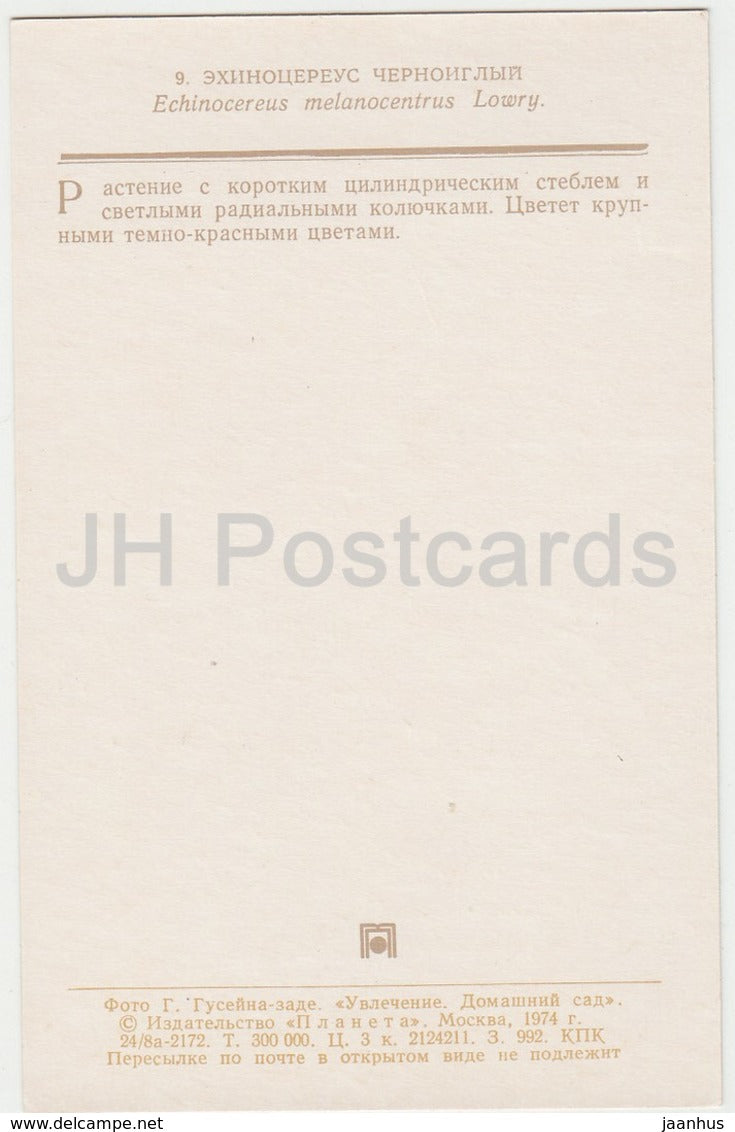 Echinocereus melanocentrus - cactus - flowers - 1974 - Russia USSR - unused