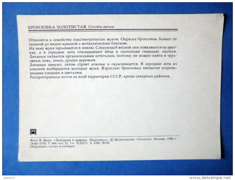 Rose Chafer - Cetonia aurata - beetle - insects - 1980 - Russia USSR - unused - JH Postcards