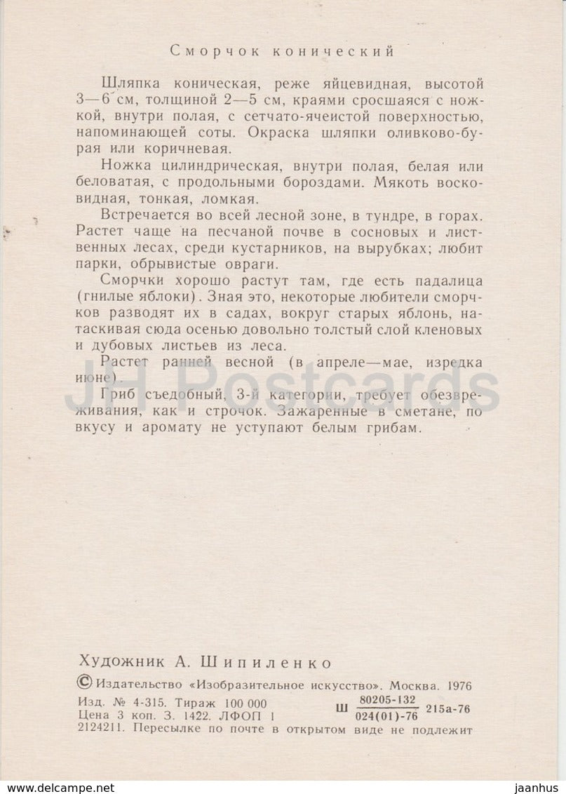 Black morel Mushroom - Morchella conica - illustration by A. Shipilenko - Mushrooms - 1976 - Russia USSR - unused - JH Postcards