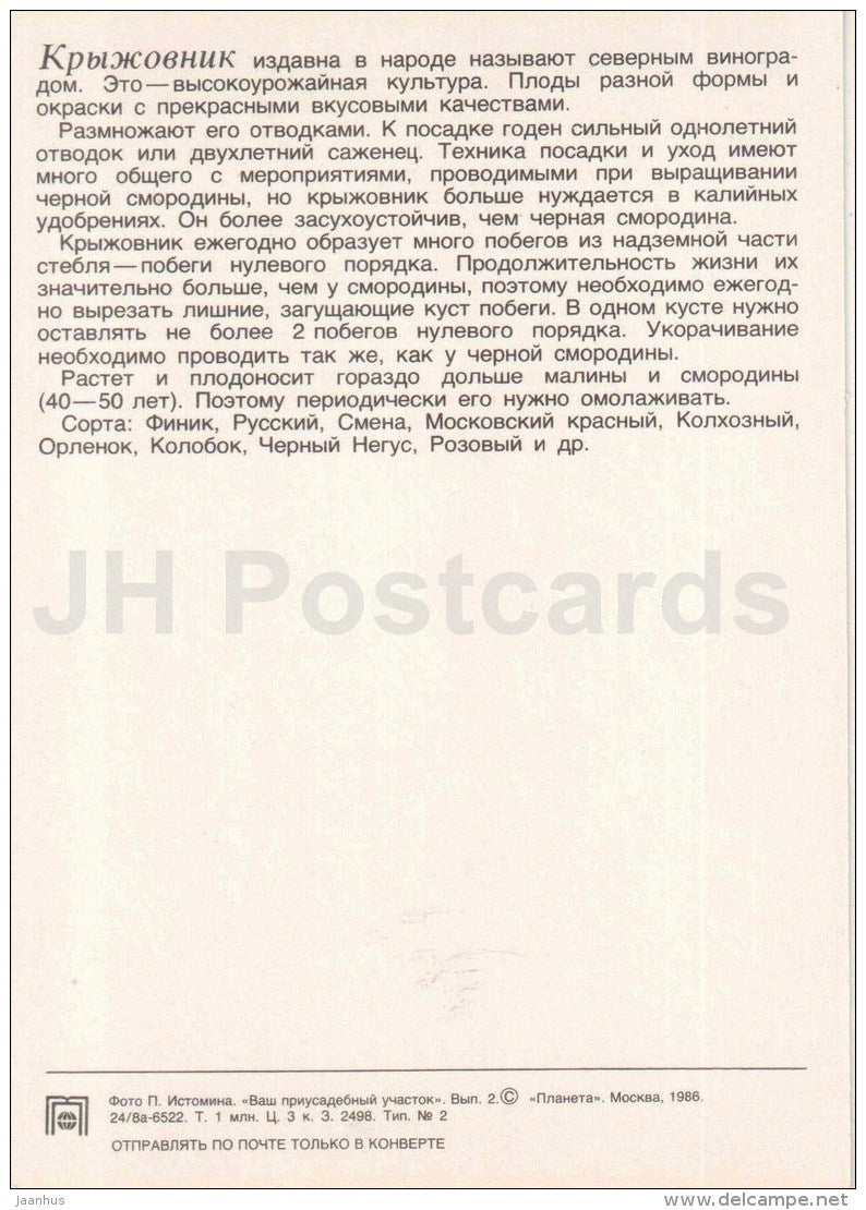 gooseberry - fruit and berry crops - garden - 1986 - Russia USSR - unused - JH Postcards