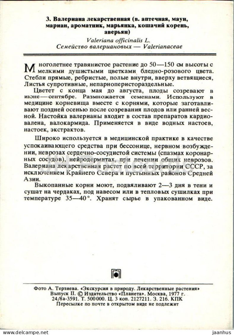 Valeriana officinalis - Valériane - Plantes médicinales - 1977 - Russie URSS - inutilisé