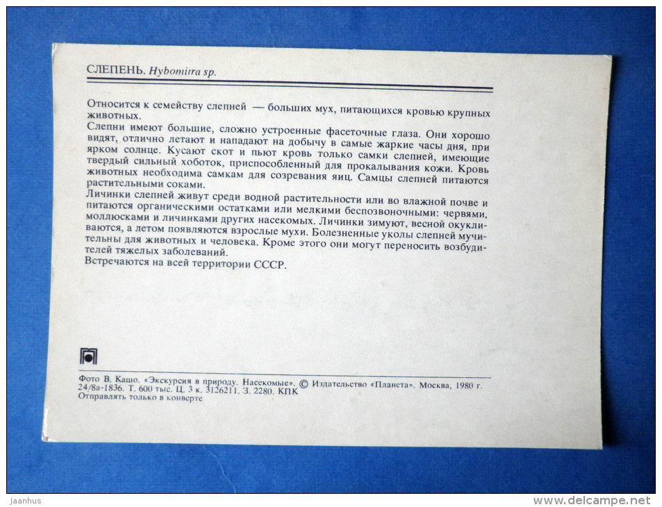 Horse Fly - Hybomitra sp - fly - insects - 1980 - Russia USSR - unused - JH Postcards