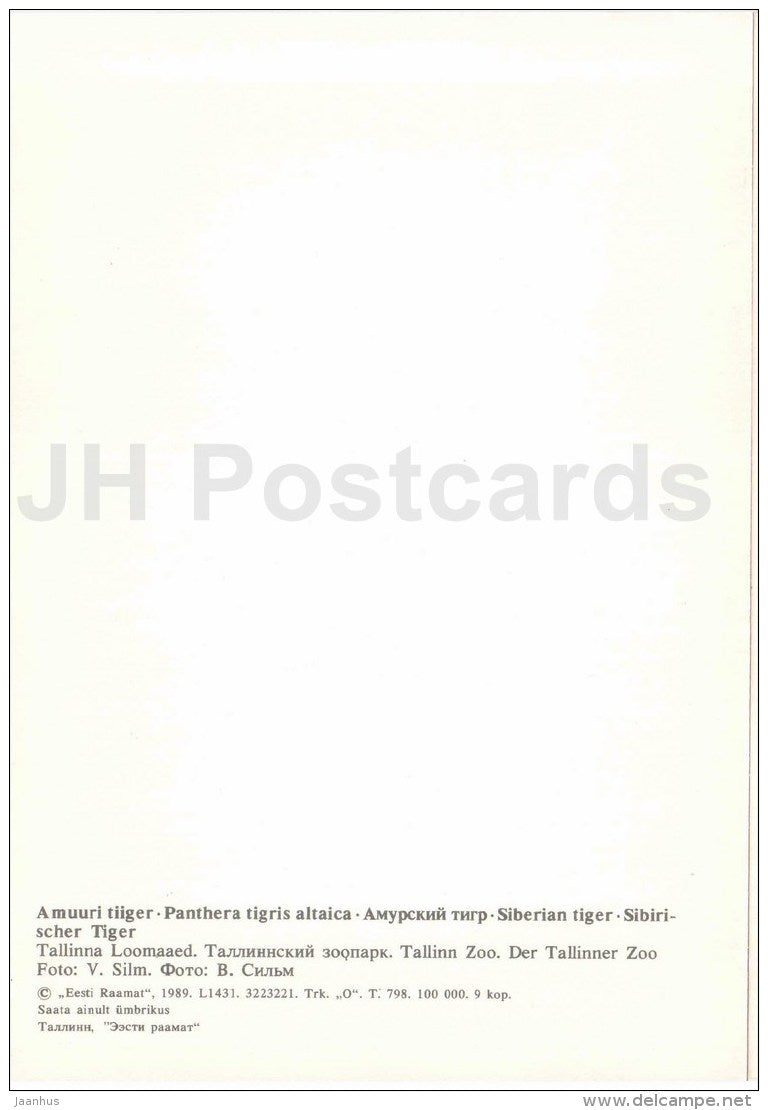 Siberian Tiger - Panthera tigris altaica - large format card - Tallinn Zoo 50 - 1989 - Estonia USSR - unused - JH Postcards