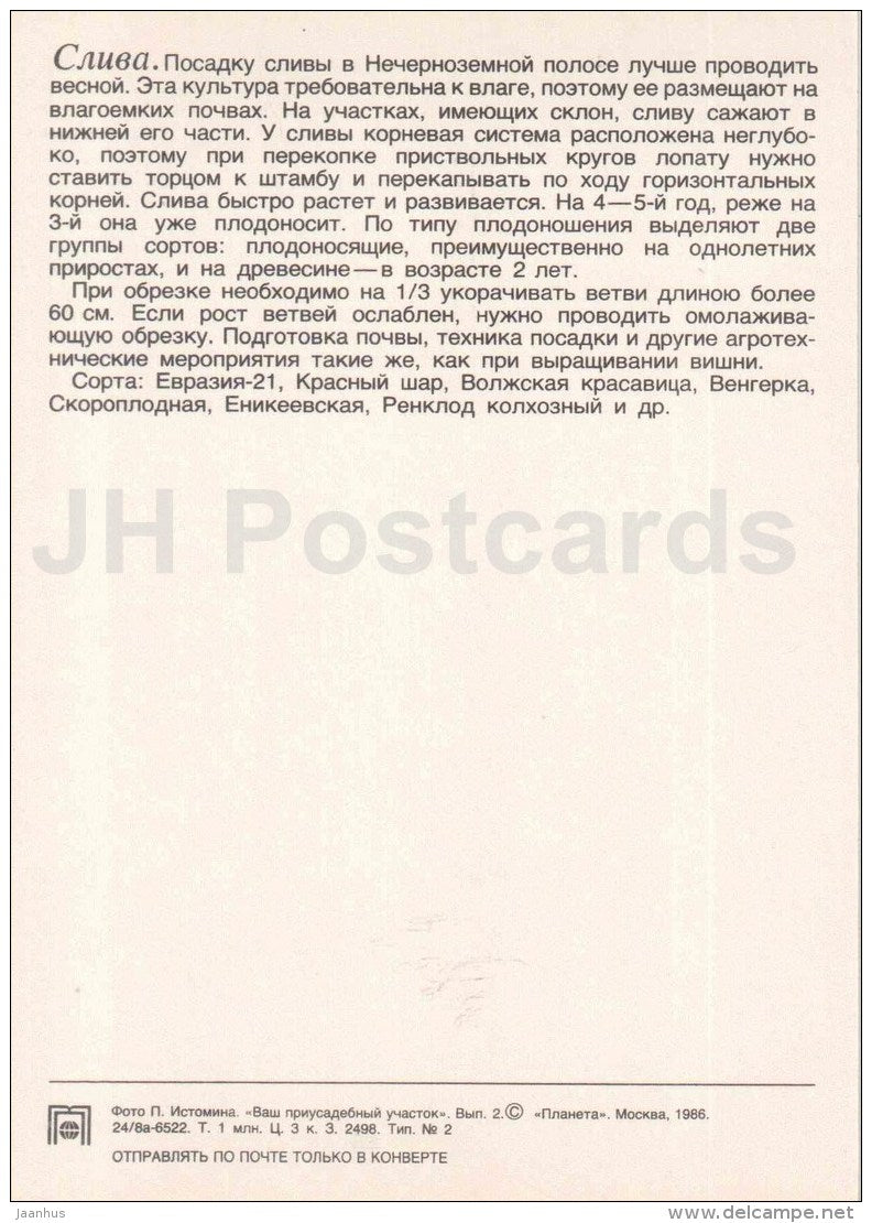 plum - fruit and berry crops - garden - 1986 - Russia USSR - unused - JH Postcards