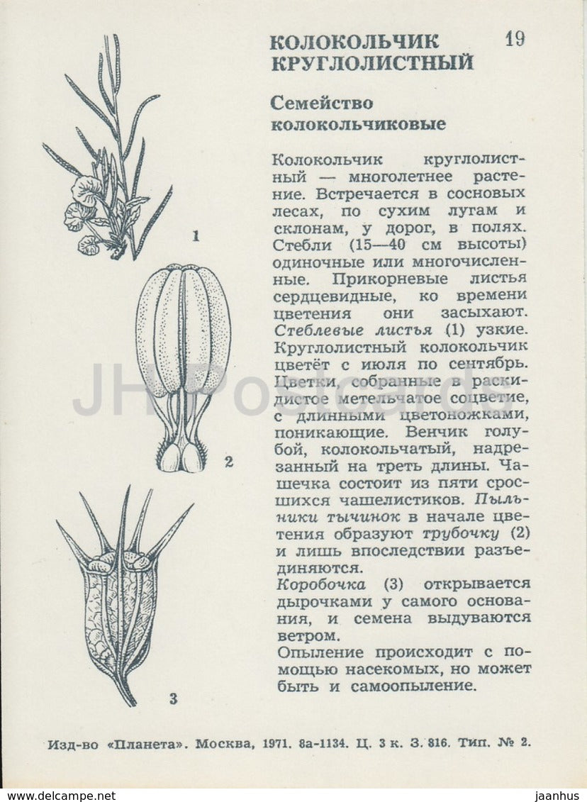 Harebell - Campanula rotundifolia - Wild Flowers - 1971 - Russia USSR - unused