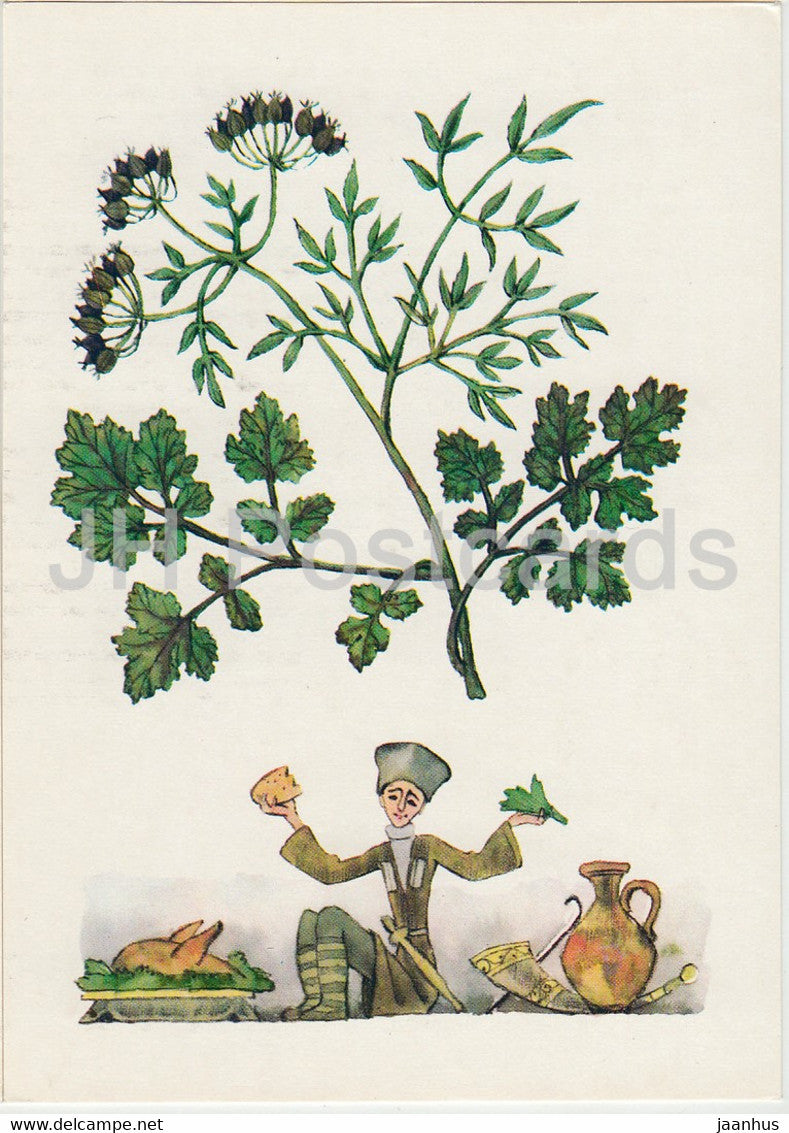 Coriander - Spice Plants - 1986 - Russia USSR - unused - JH Postcards