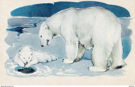 Polar Bear - Ursus maritimus - illustration - Polar Animals - 1972 - Russia USSR - unused - JH Postcards