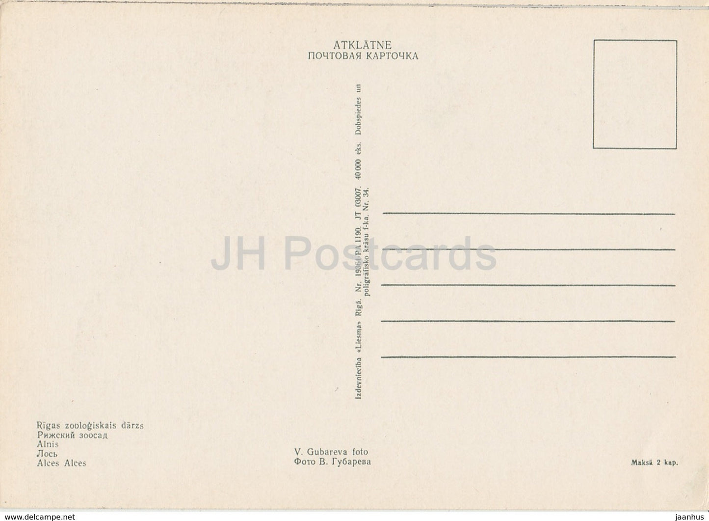 Elch - Alces Alces - Rigaer Zoo - alte Postkarte - Lettland UdSSR - unbenutzt