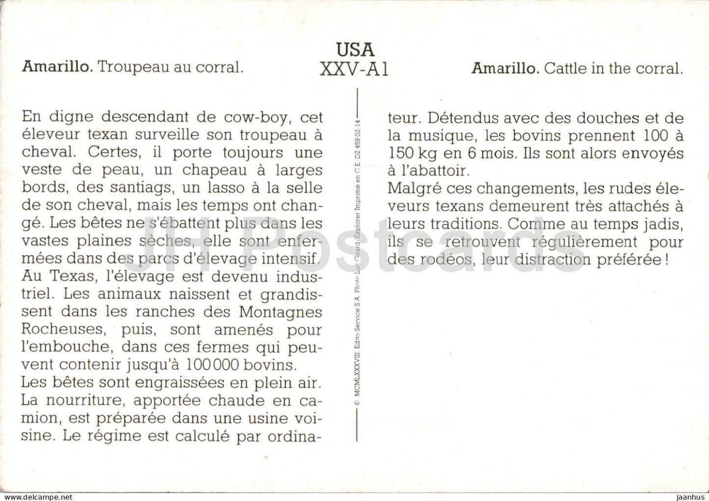 Amarillo - Bovins dans le corral - cheval - A1 - USA - inutilisé