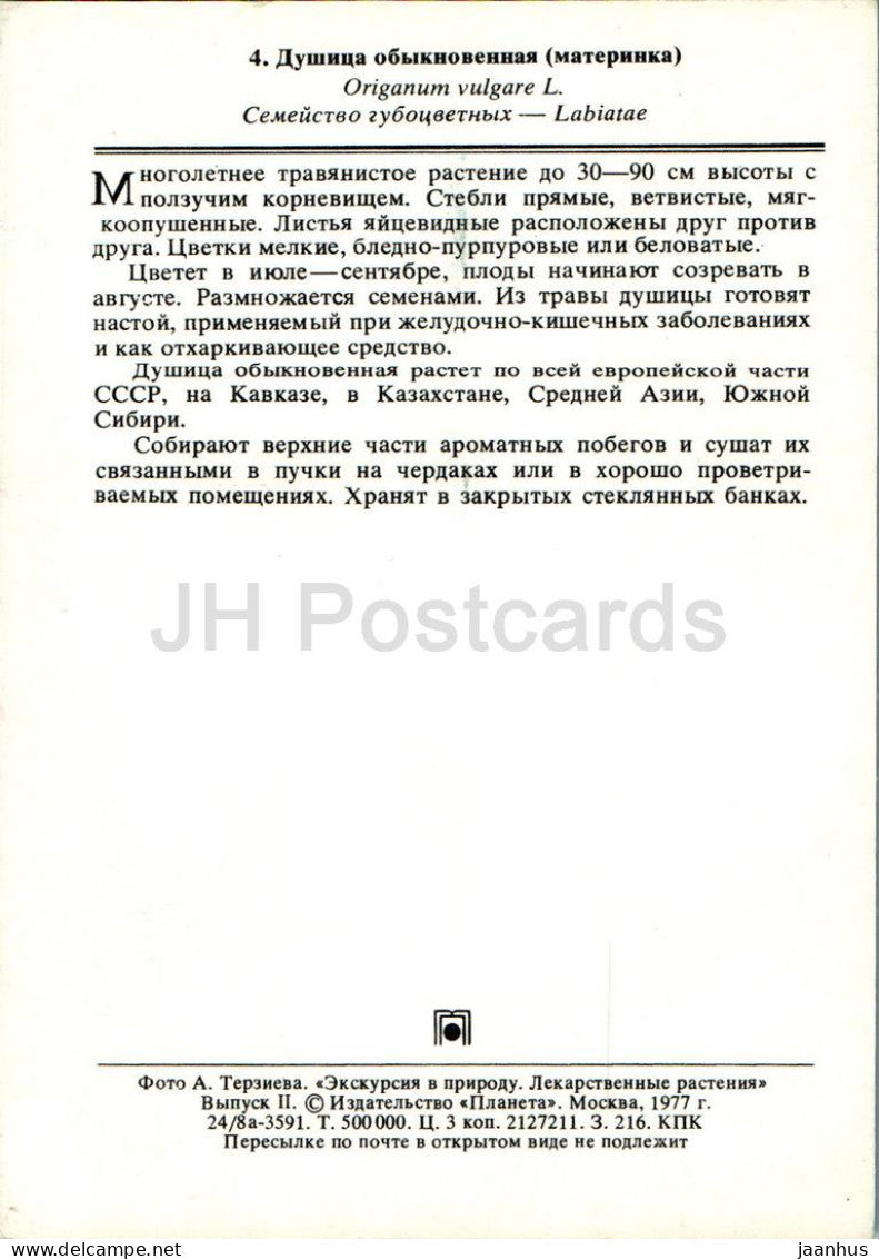 Origanum vulgare - Origan - Plantes médicinales - 1977 - Russie URSS - inutilisé