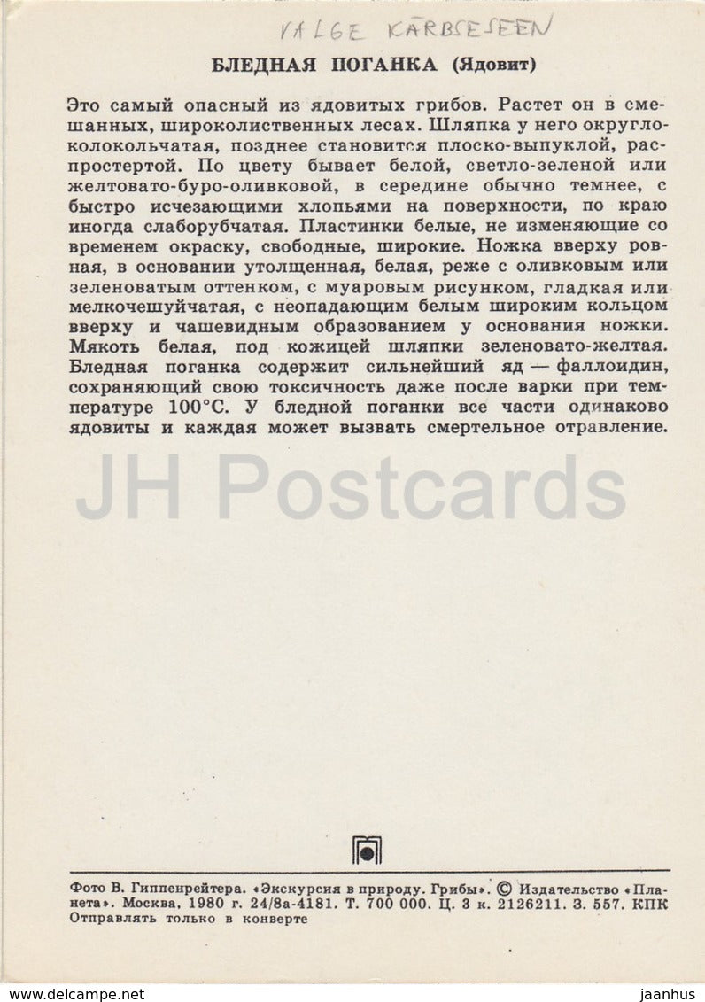 Death cap Mushroom - Amanita phalloides - Mushrooms - 1980 - Russia USSR - unused - JH Postcards