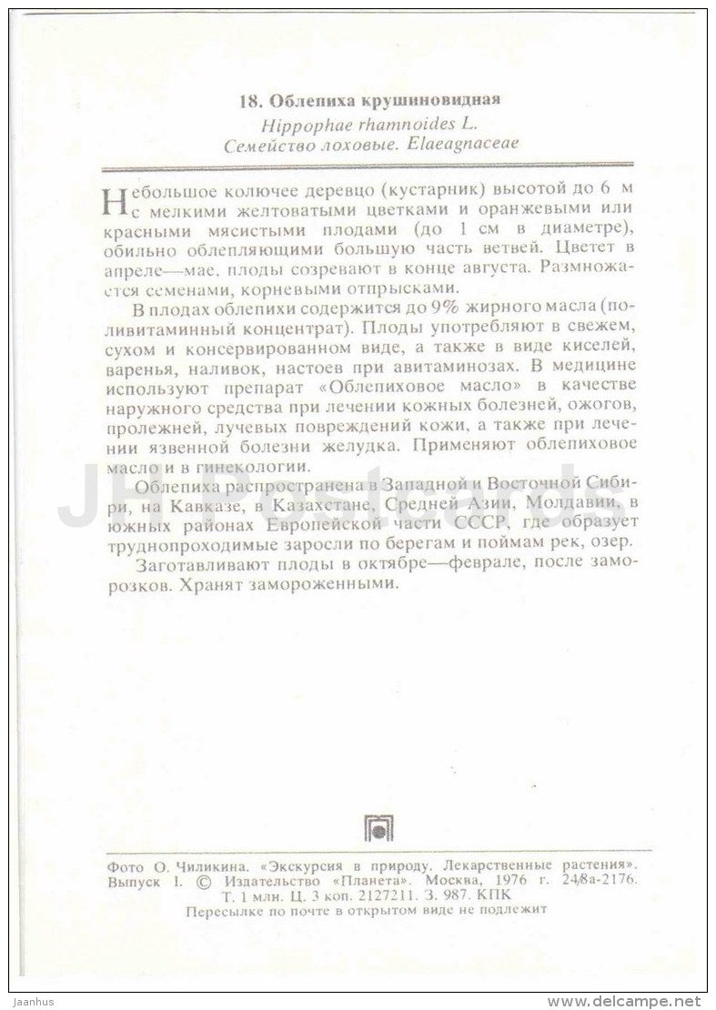 Seaberry - Hippophae rhamnoides - medicinal plants - 1976 - Russia USSR - unused - JH Postcards