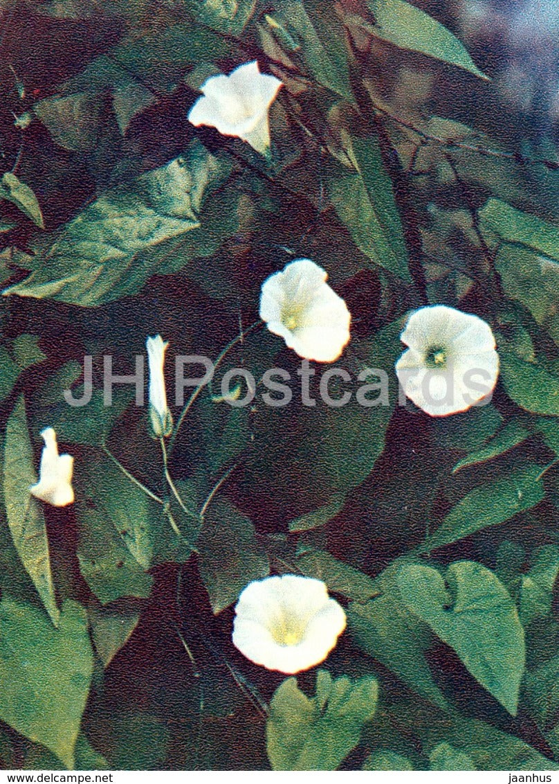 Hedge bindweed - Calystegia sepium - Wild Flowers - 1971 - Russia USSR - unused - JH Postcards
