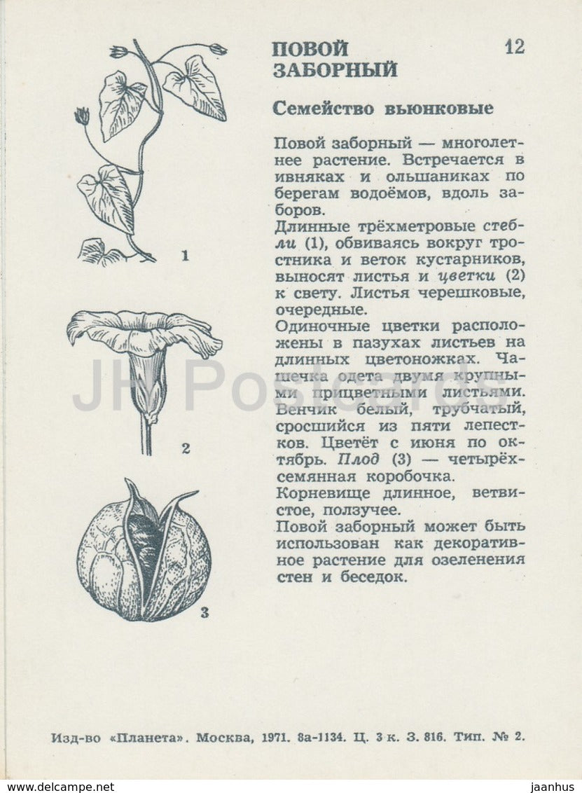 Hedge bindweed - Calystegia sepium - Wild Flowers - 1971 - Russia USSR - unused