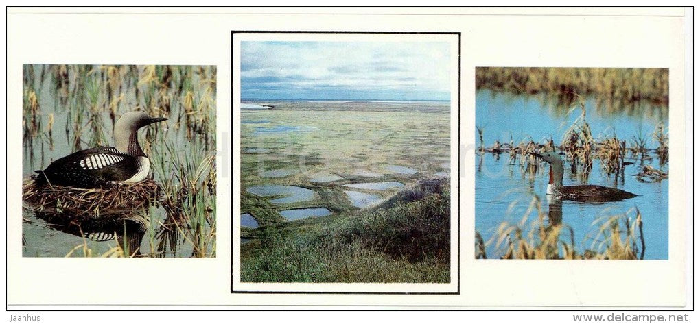 Black-throated loon , Gavia arctica - Red-throated loon , Gavia Stellata - birds - 1986 - Russia USSR - unused - JH Postcards