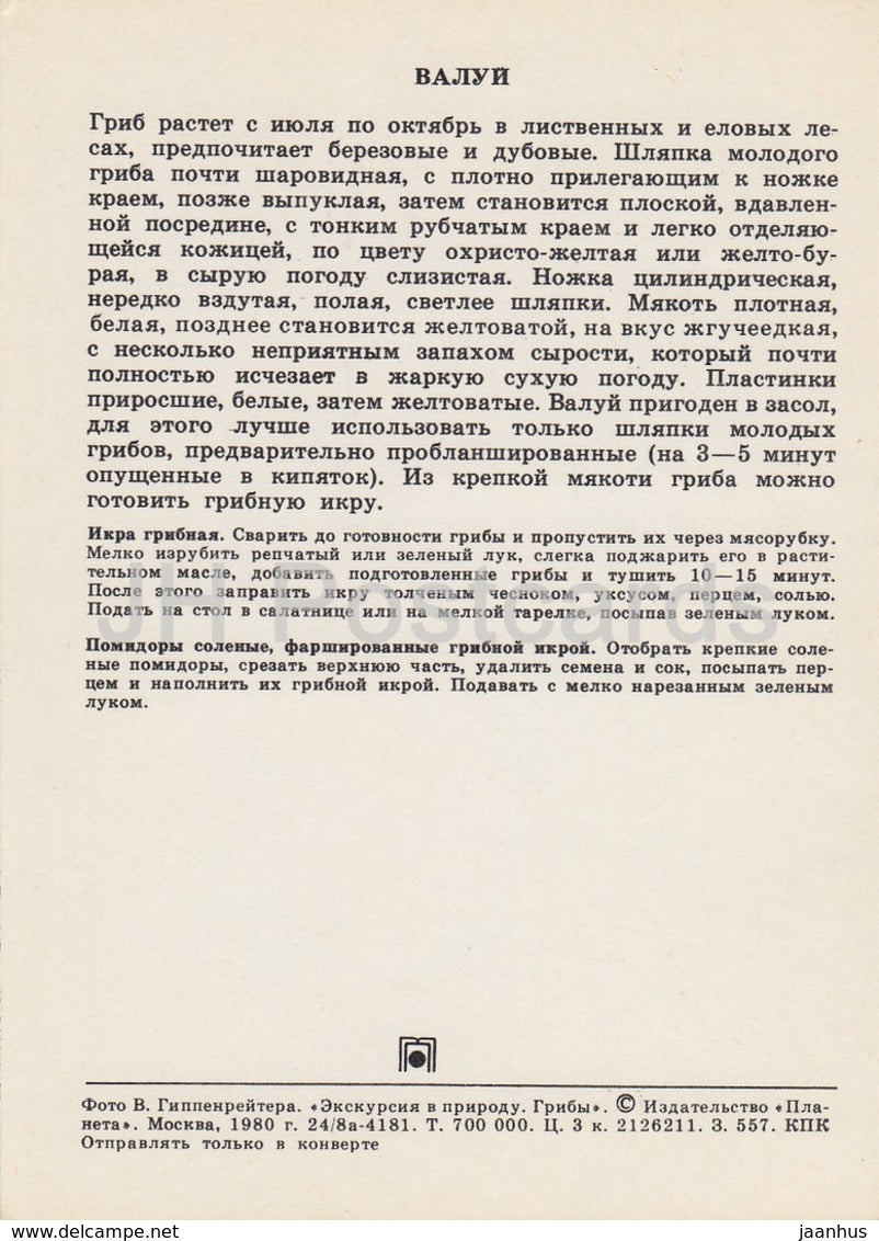 Stinking russula Mushroom - Russula foetens - Mushrooms - 1980 - Russia USSR - unused - JH Postcards