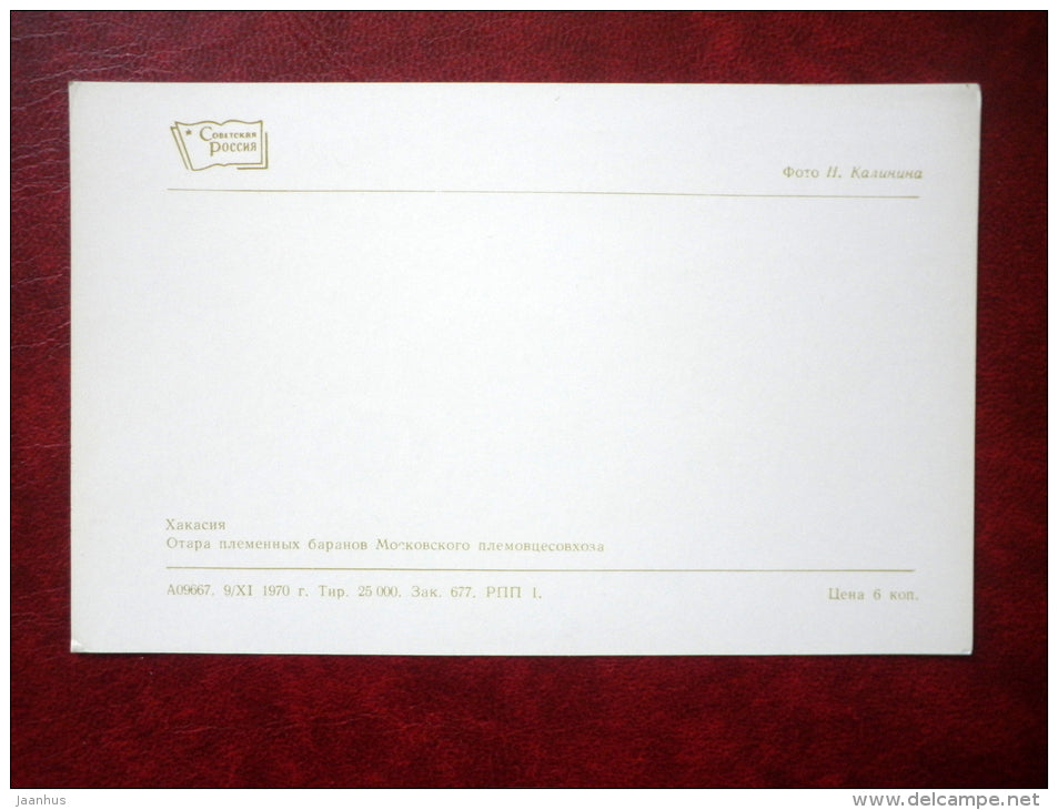 a flock of breeding rams - Hakasiya - Khakassia - 1970 - Russia USSR - unused - JH Postcards